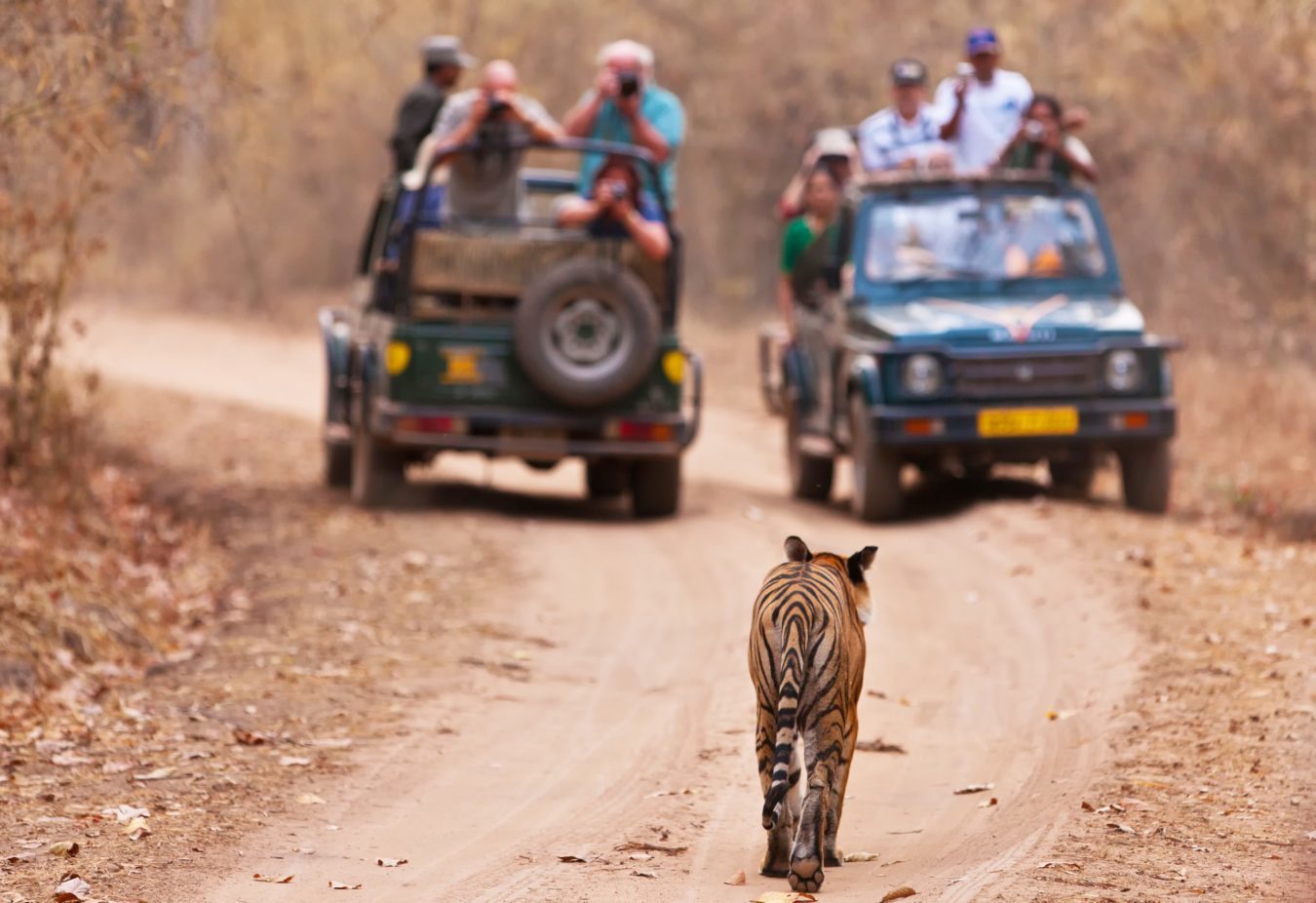best rajaji tiger reserve tour packages india
