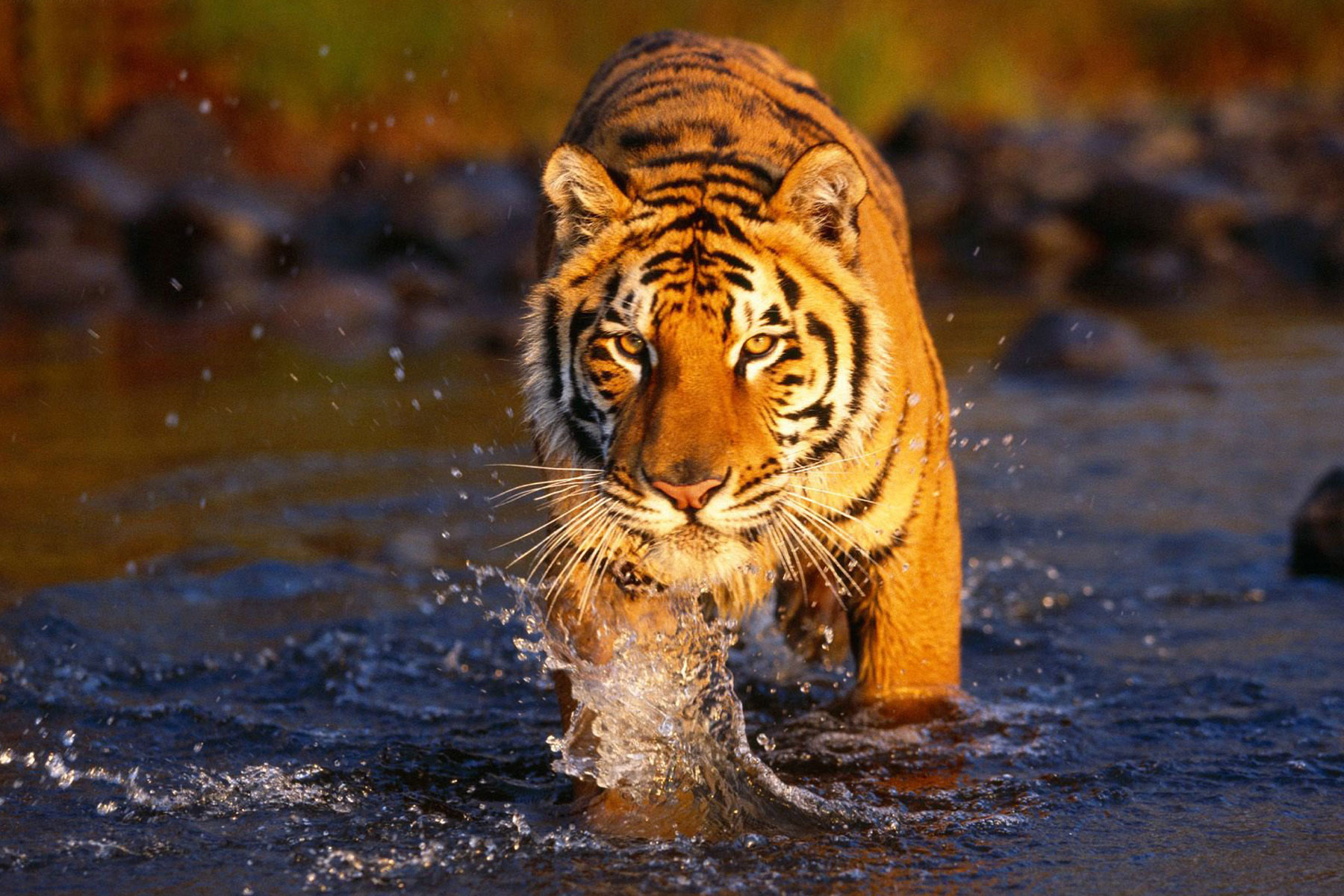 best ranthambore packages india